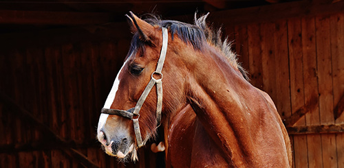 When to seek help for your horse